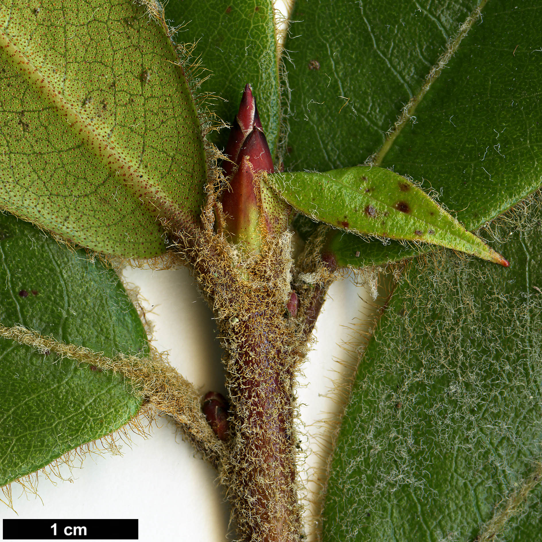 High resolution image: Family: Ericaceae - Genus: Rhododendron - Taxon: mishmiense